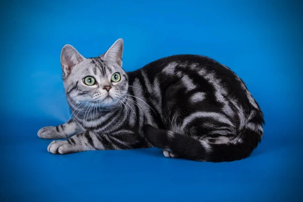 Στούντιο Φωτογραφίας Από Ένα Αμερικανικό Shorthair Γάτα Έγχρωμο Φόντο — Φωτογραφία Αρχείου