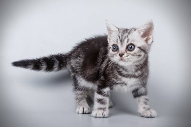 Renkli arka plan üzerinde Amerikalı stenografi kedi