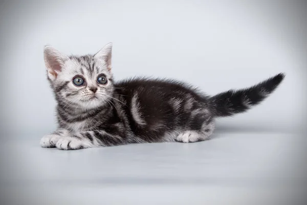 Amerikanische Kurzhaarkatze Auf Farbigen Hintergründen — Stockfoto