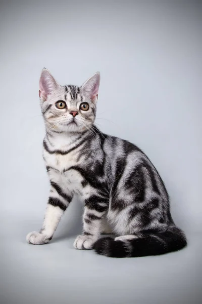 American Shorthair Gato Fondos Color — Foto de Stock