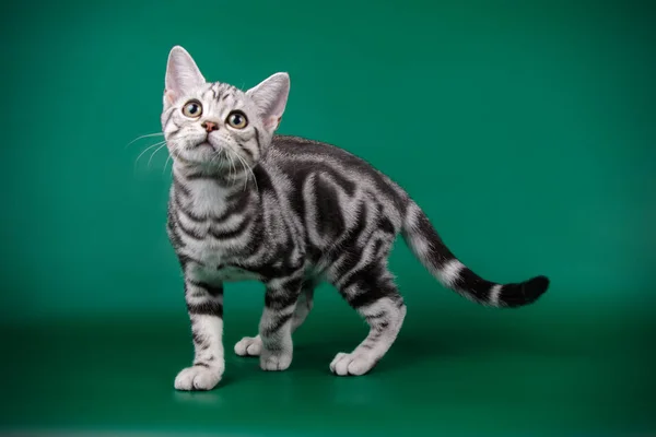 American Shorthair Cat Colored Backgrounds — Stock Photo, Image