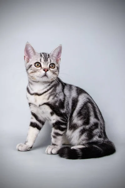 American Shorthair Cat Colored Backgrounds — Stock Photo, Image