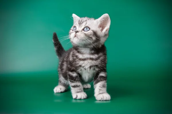 American Shorthair Gato Fundos Coloridos — Fotografia de Stock