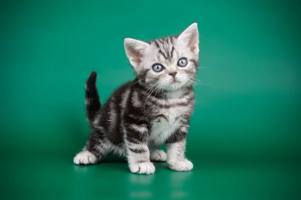 Американская Короткошерстная Кошка Цветном Фоне — стоковое фото