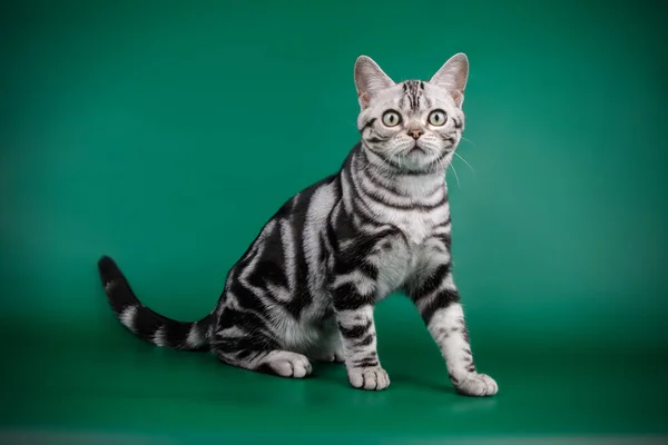 American Shorthair Cat Colored Backgrounds — Stock Photo, Image