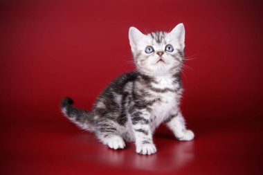 Renkli arka plan üzerinde Amerikalı stenografi kedi