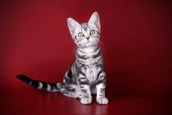 American Shorthair Gato Fondos Color — Foto de Stock