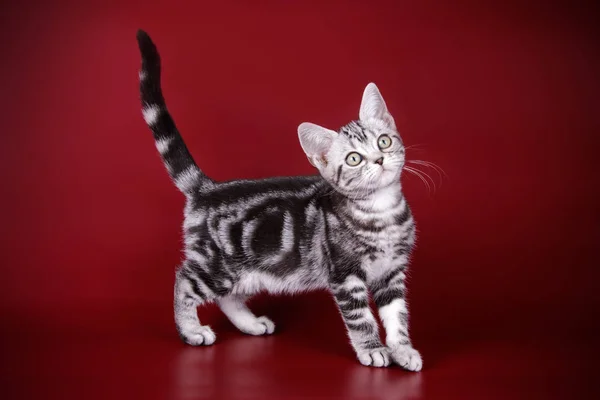 American Shorthair Cat Colored Backgrounds — Stock Photo, Image