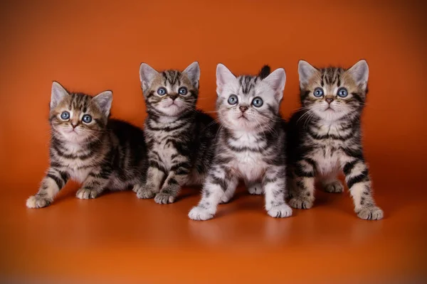 American Shorthair Gato Fundos Coloridos — Fotografia de Stock