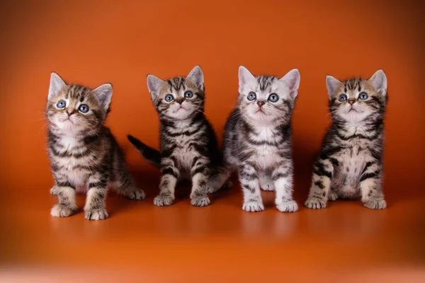 American Shorthair Gato Fundos Coloridos — Fotografia de Stock