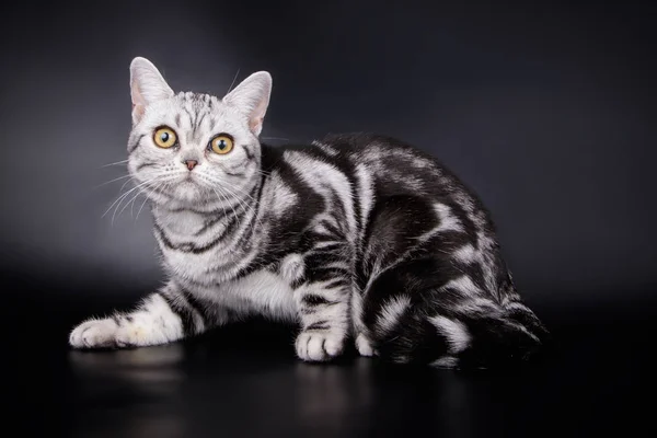 Studio Photography American Shorthair Cat Colored Backgrounds — Stock Photo, Image