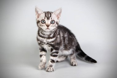 Renkli arka plan üzerinde Amerikalı stenografi kedi