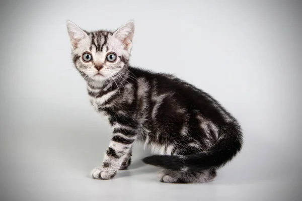 American Shorthair Gato Fondos Color — Foto de Stock