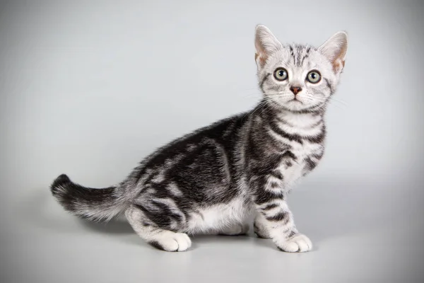 American Shorthair Gato Fondos Color — Foto de Stock