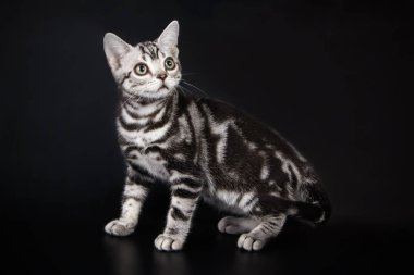 Renkli arka plan üzerinde Amerikalı stenografi kedi