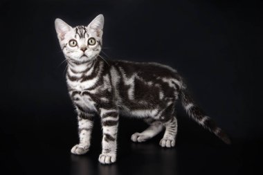 Renkli arka plan üzerinde Amerikalı stenografi kedi