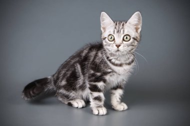 Renkli arka plan üzerinde Amerikalı stenografi kedi