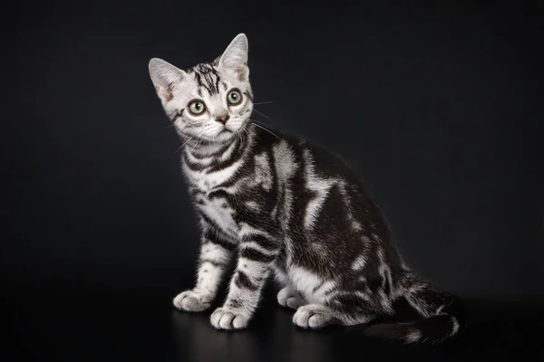 배경에서 Shorthair 고양이 — 스톡 사진