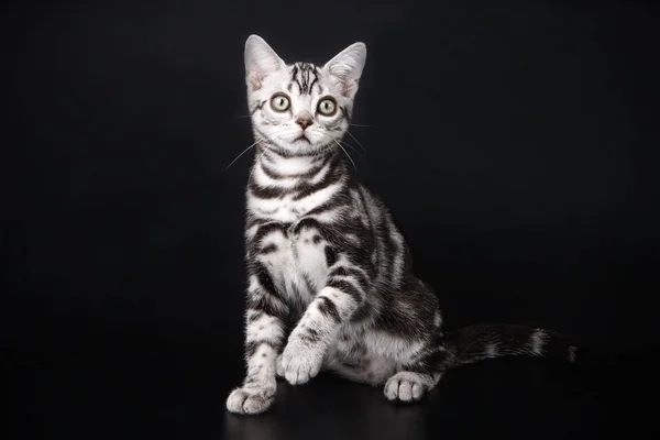 American Shorthair Gato Fondos Color — Foto de Stock