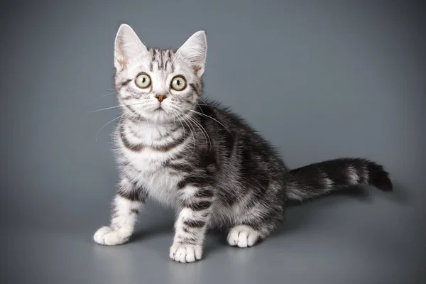 American Shorthair Gato Fondos Color — Foto de Stock