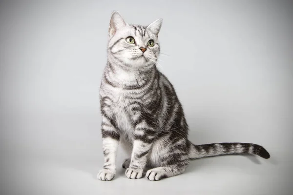 American Shorthair Cat Colored Backgrounds — Stock Photo, Image