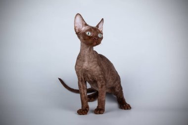 Devon rex kedi renkli arka plan üzerinde