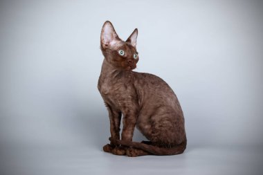 Devon rex kedi renkli arka plan üzerinde