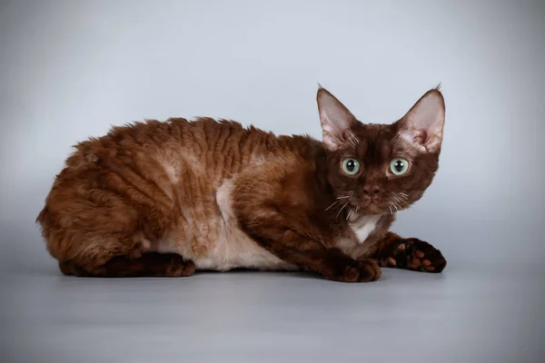 Devon Rex Cat Colored Backgrounds — Stock Photo, Image