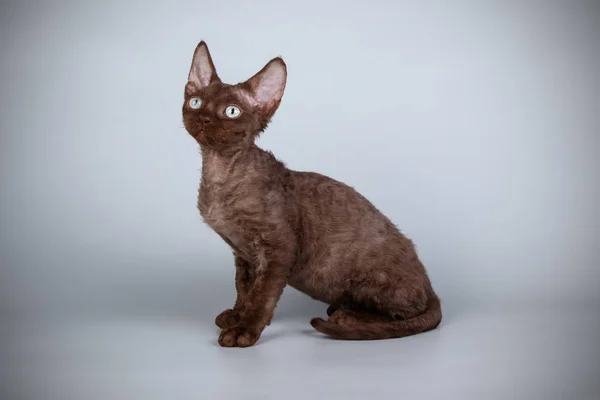 Ντέβον Rex Γάτα Έγχρωμα Φόντα — Φωτογραφία Αρχείου