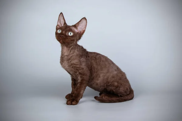 Devon Rex Chat Sur Fond Coloré — Photo