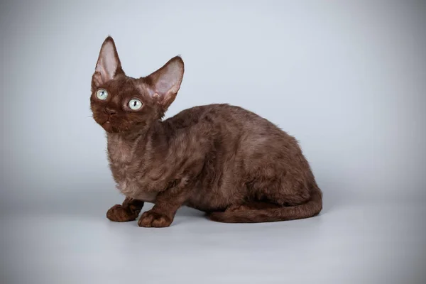 デヴォン レックス猫色の背景に — ストック写真
