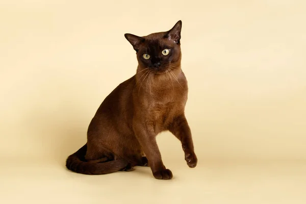 有色背景的缅甸猫 — 图库照片