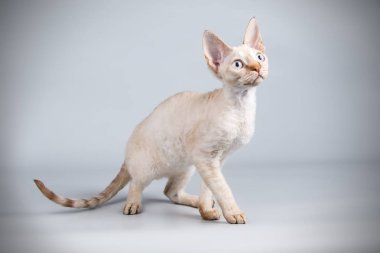 Devon rex kedi renkli arka plan üzerinde