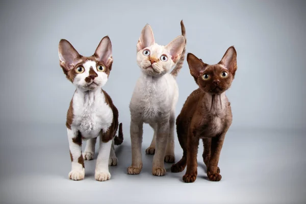 Devon Rex Katze Auf Farbigem Hintergrund — Stockfoto