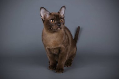 Renkli arka plan üzerinde Birman kedisi