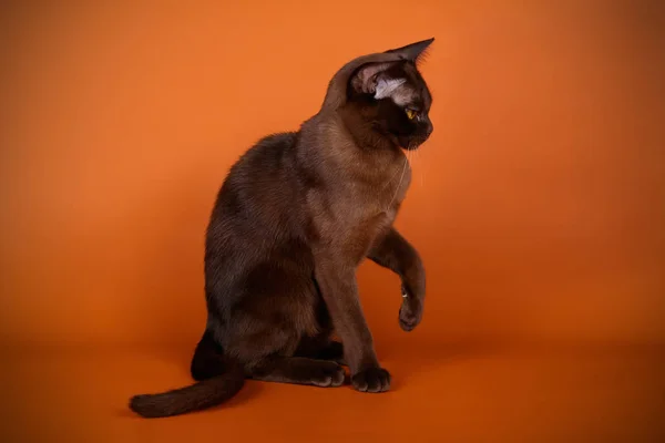 Burmese Cat Colored Backgrounds — Stok Foto
