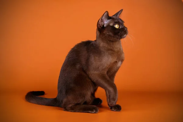 Burmese Cat Colored Backgrounds — Stok Foto