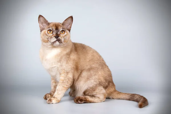 カラーの背景上ビルマ猫 — ストック写真