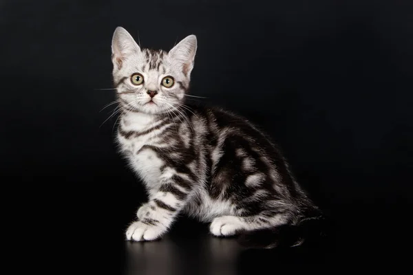 Американська Короткошерста Кішка Кольорові Столу — стокове фото