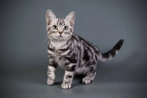 American Shorthair Gato Fondos Color — Foto de Stock