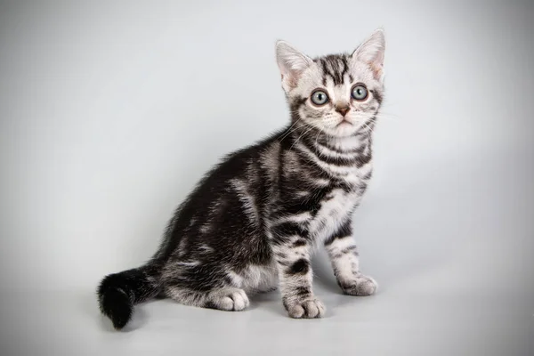 American Shorthair Gato Fondos Color — Foto de Stock