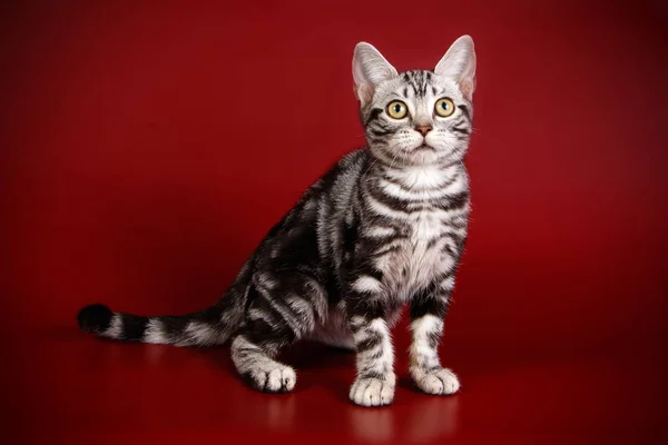 カラーの背景上のアメリカンショートヘア猫 — ストック写真