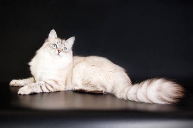 Neva maskeli balo kedi renkli arka plan üzerinde