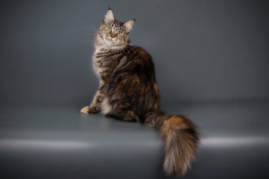 Renkli arka plan üzerinde kırmızı Maine Coon Kedi