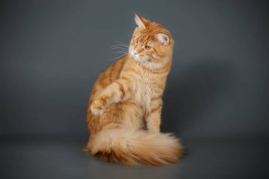 Renkli arka plan üzerinde kırmızı Maine Coon Kedi