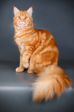 Renkli arka plan üzerinde kırmızı Maine Coon Kedi