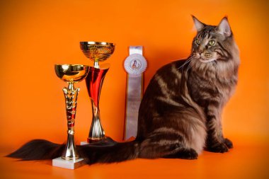 Renkli arka plan üzerinde kırmızı Maine Coon Kedi
