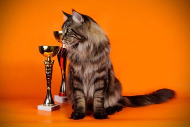 Renkli arka plan üzerinde kırmızı Maine Coon Kedi