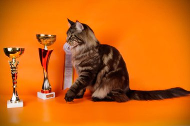 Renkli arka plan üzerinde kırmızı Maine Coon Kedi