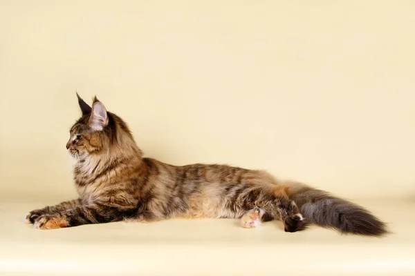 Renkli Arka Plan Üzerinde Kırmızı Maine Coon Kedi — Stok fotoğraf